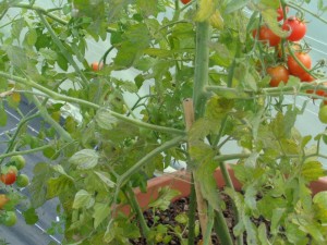 Tomaten_54