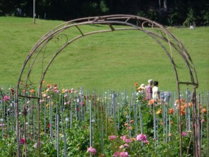 dahlienschau_2016_1