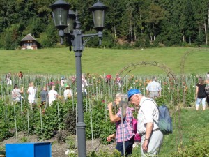 dahlienschau_2016_2