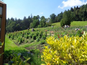 dahlienschau_2016_5